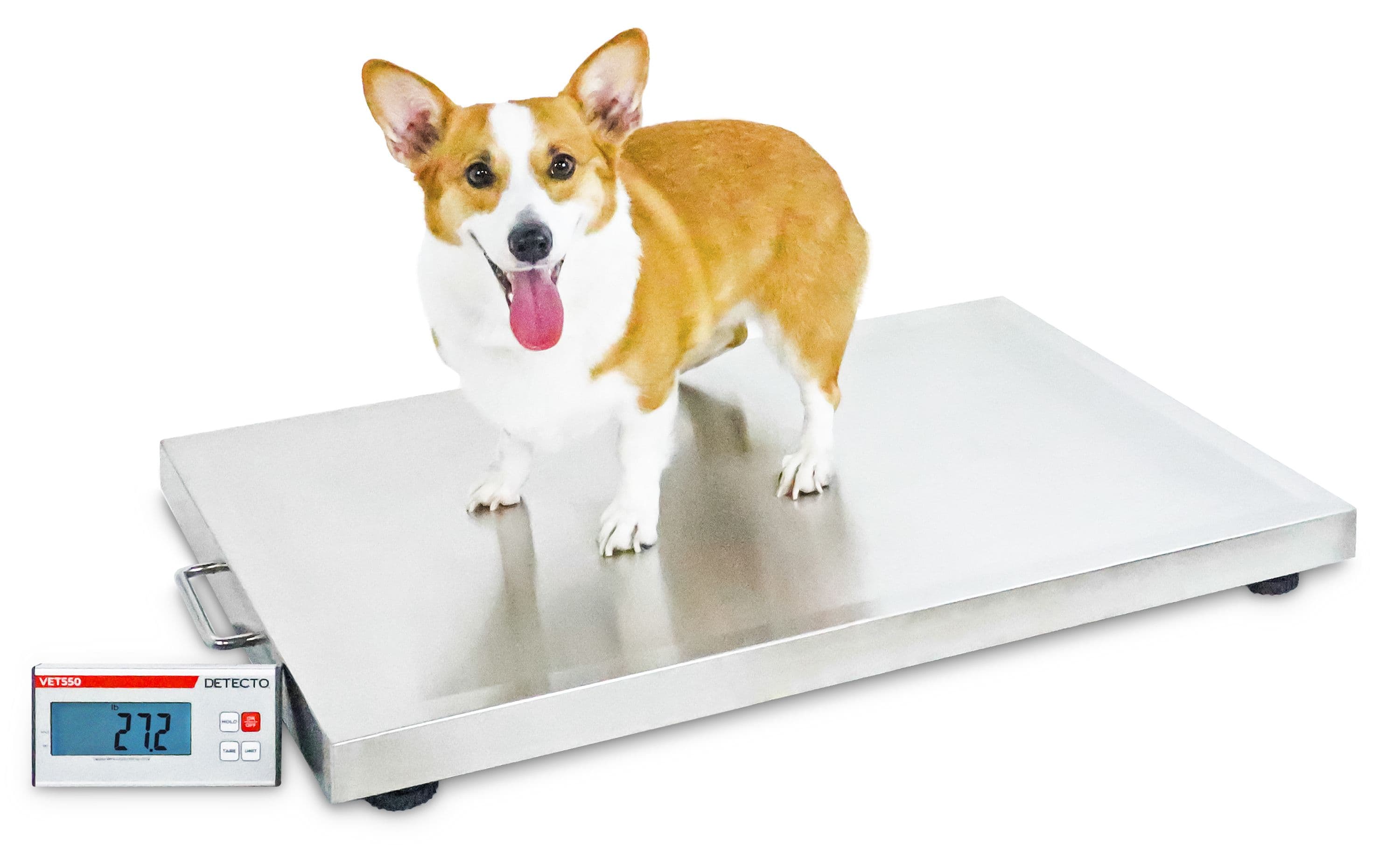 VET550_-_Corgi_Side_Angle.jpg